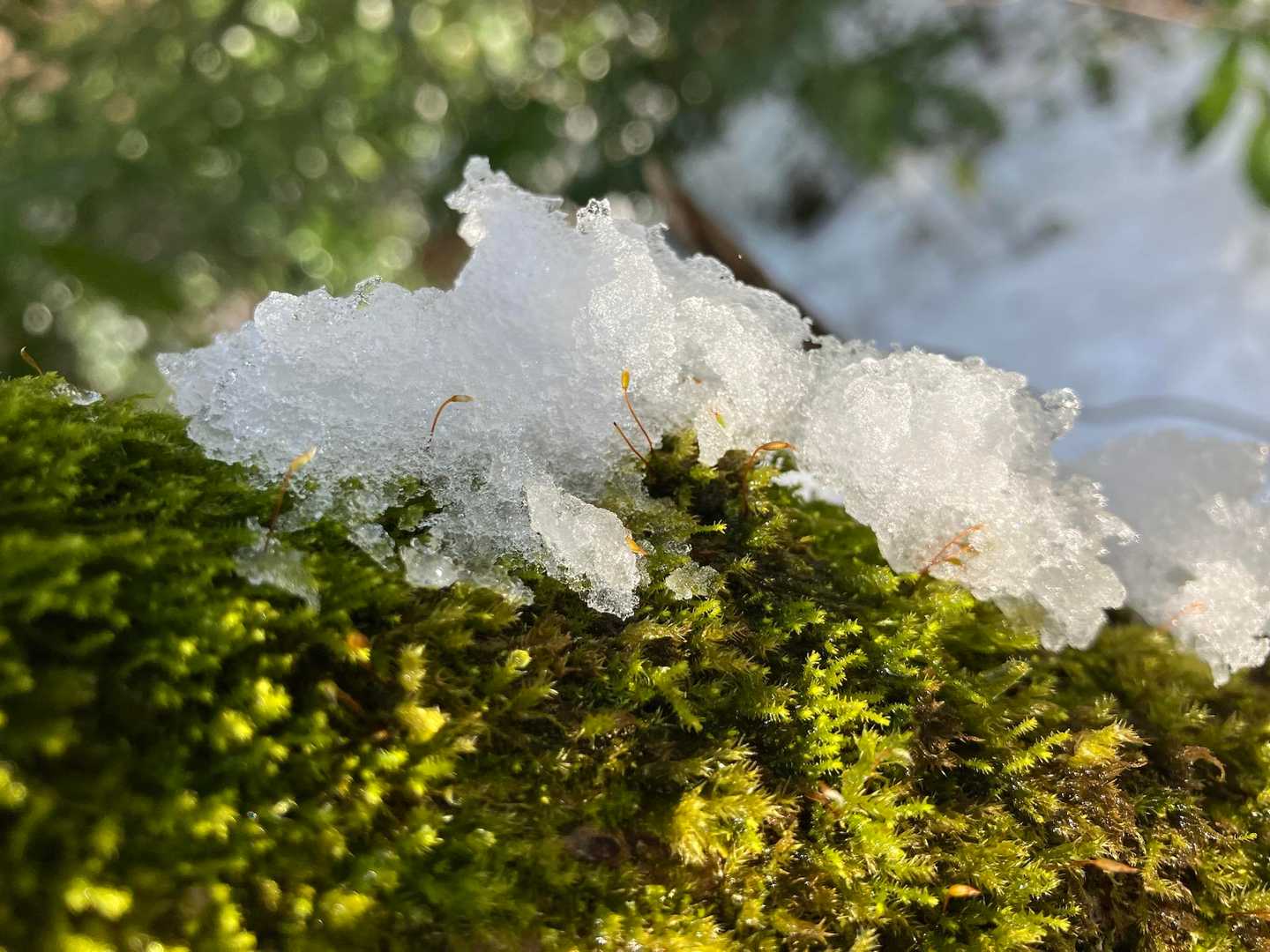 雪解けの下で苔がイキイキ⟡.·

上ってくる時にあった登山道の雪は
場所によってはすっかり解けていました
