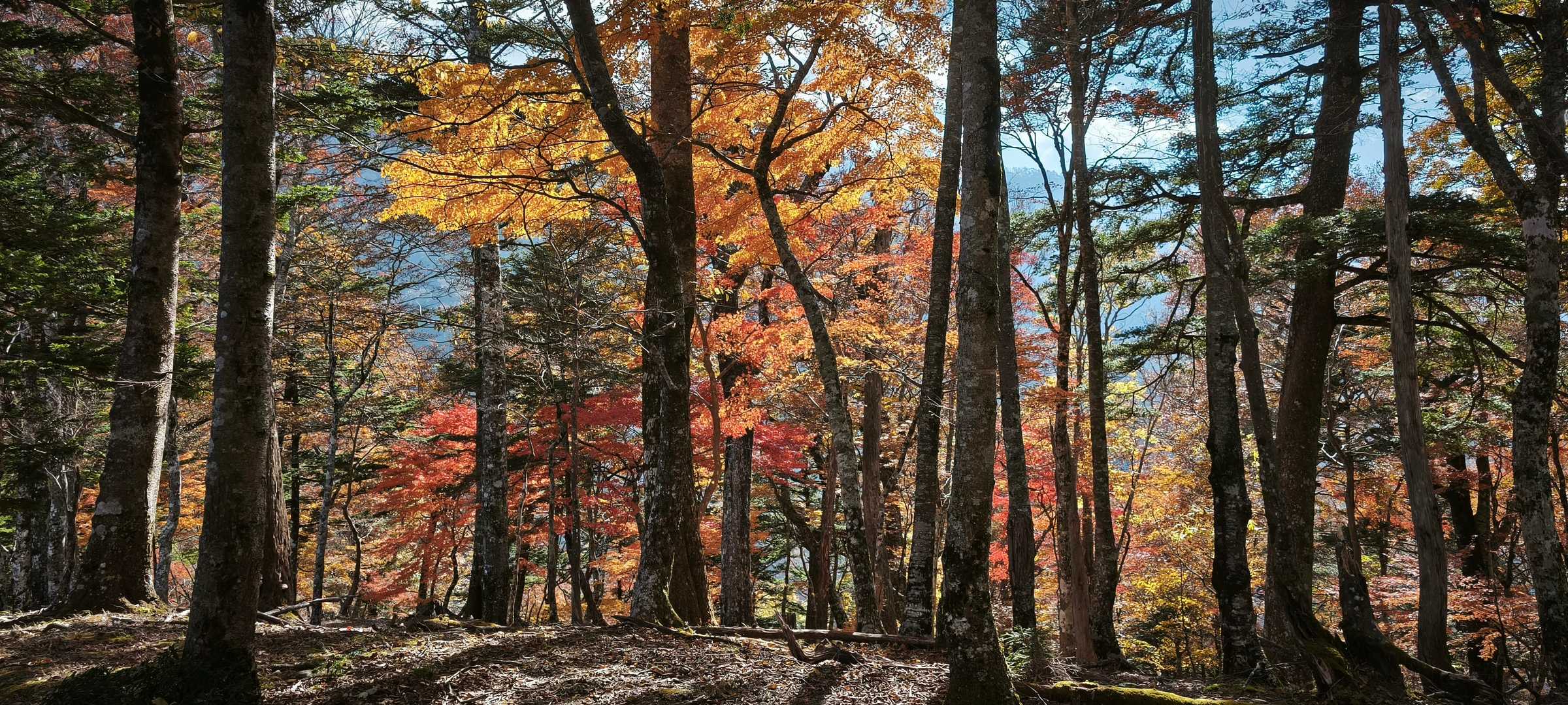 麻布山登山口-三森-麻布神社奥宮跡-麻布山-戸中山-前黒法 往復コースの写真