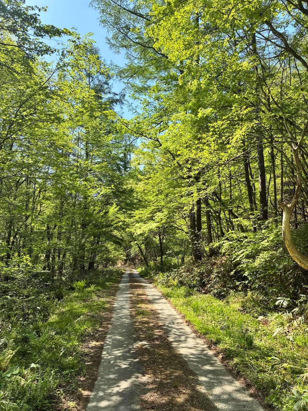 白沢登山口-鍬ノ峰白沢側登山口-鍬ノ峰 往復コースの写真