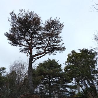 ①最初のピーク　（坂山）