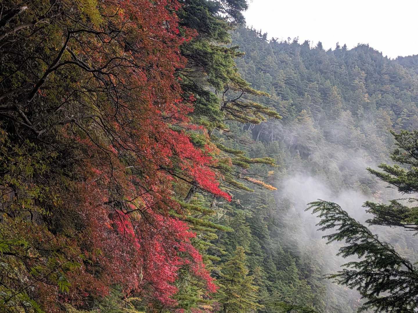 赤いのあった🍁