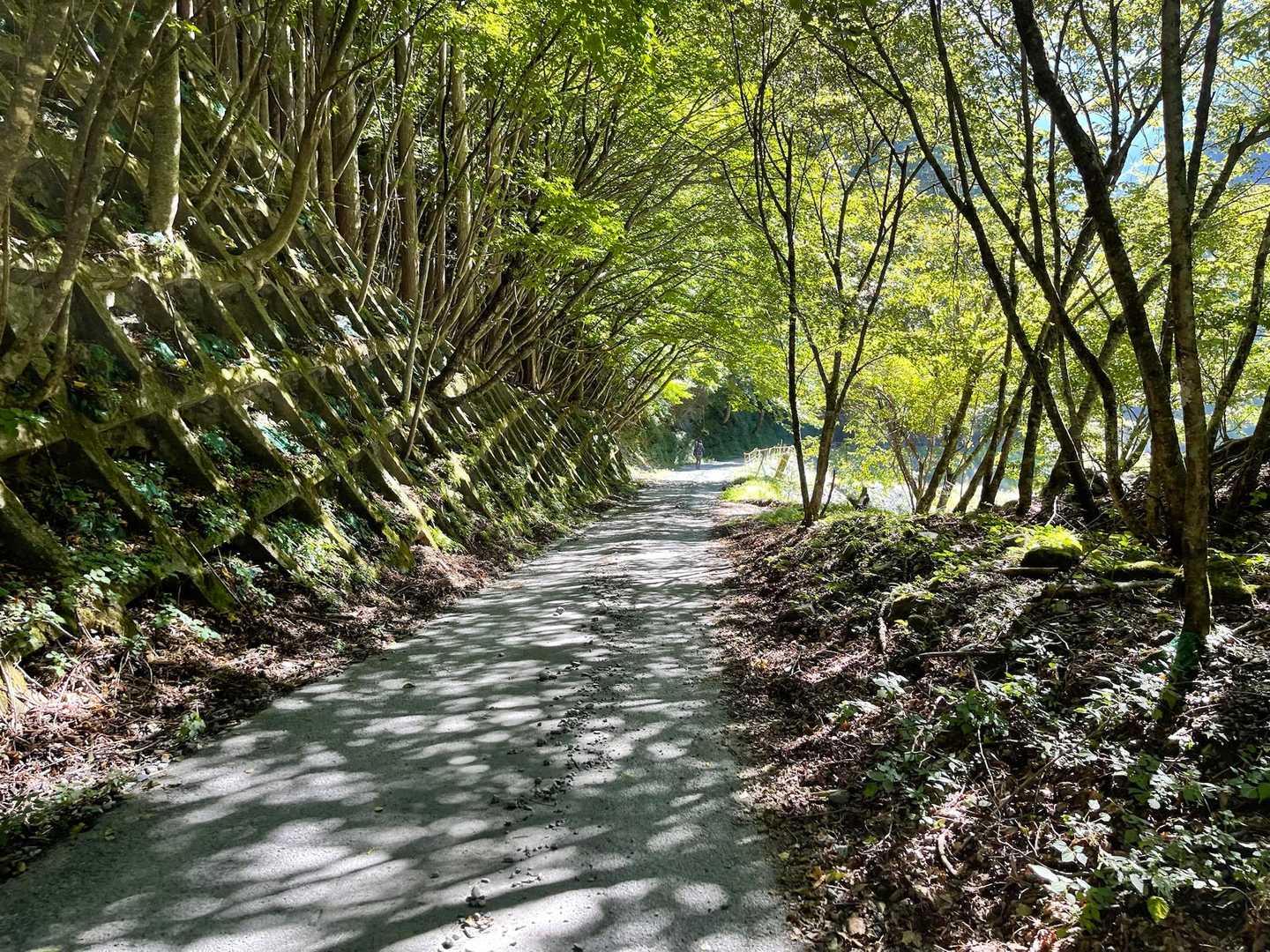 舗装路を。

この辺で、小熊を目撃したというご夫妻に話しを伺う。

ご夫妻2人が、後続の方〔自称熊避け係〕に道を譲って、少し歩いた所で、熊避け係さんが立ち止まってた。
何だろうと思っていたら、小熊が、沢から山側へ登山道を横切ったのが見えたらしい。

で、熊避け係さんが、爆竹を鳴らして、
母グマに襲われたら怖いからと、一緒に逃げて下山したんだって。
で、下山途中に会う人全てを巻き込んで、高速下山になったらしい。
お陰で、早く下山出来て良かったと。

なるほど。
最後に巻き込まれたのが、うちの夫婦だったわけか😆