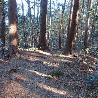 大谷ッ山山頂の様子
ここも展望はありませんでした。
さて、ここから先はYAMAPの正規ルートはありません。「みんなの軌跡」を頼りに先に進んで行きます。