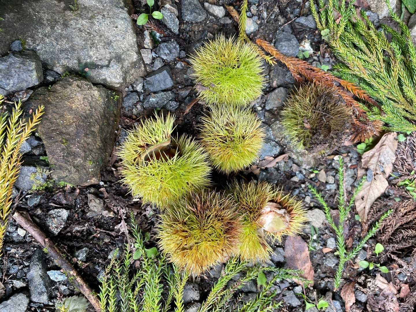 行く道に、また🌰落ちていました。
この前のより小さめです。