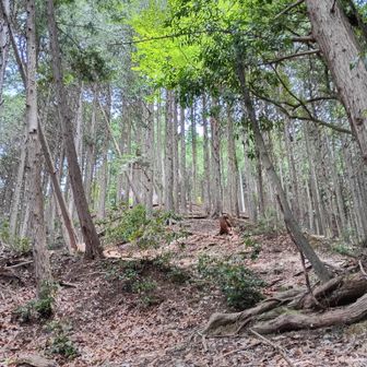 山道はこんな感じ。まあまあ荒れてますね。ピンテや案内板はほとんどありません。踏み跡も薄っすらです。