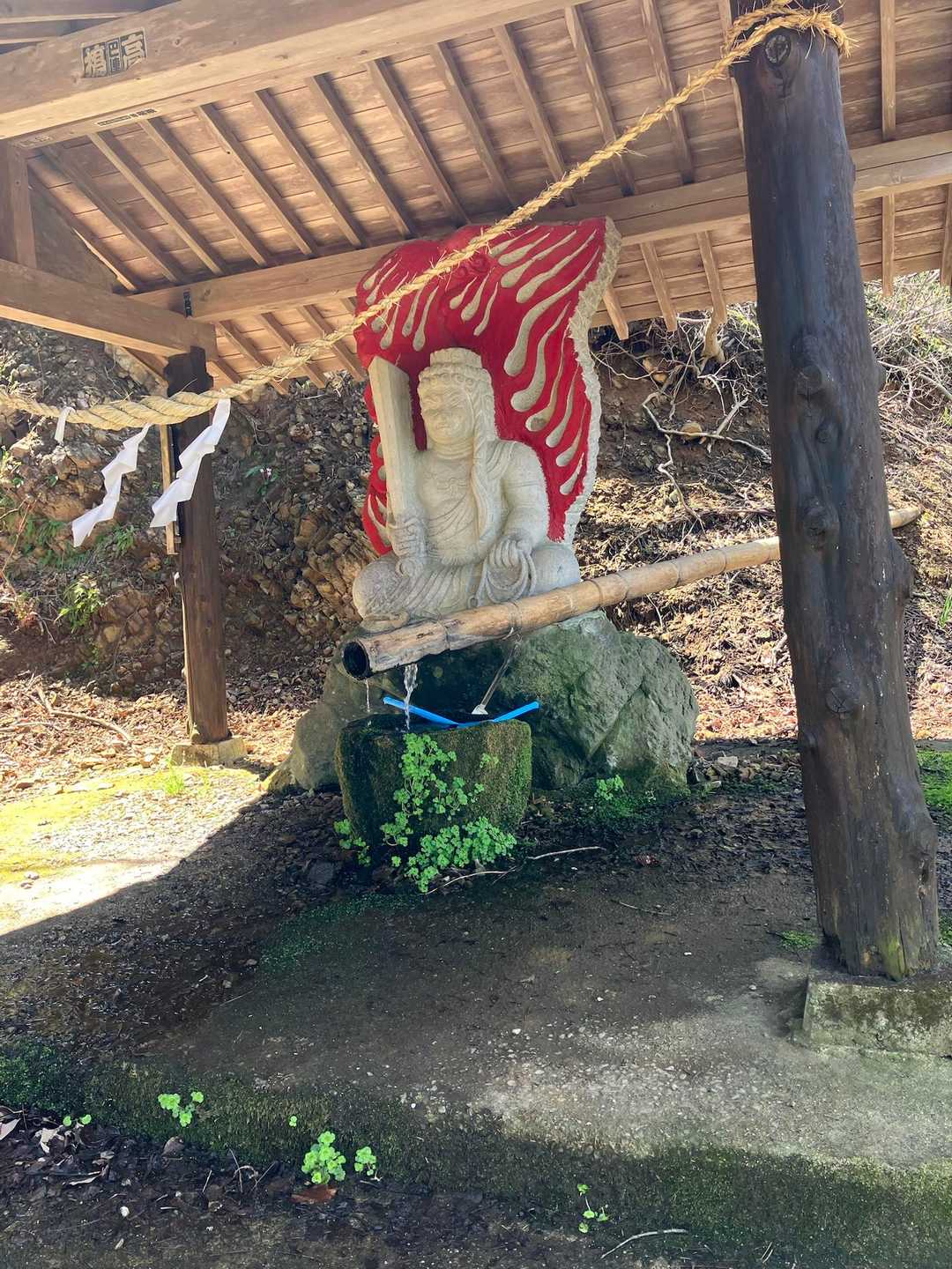 不動明王の先にイワウチワ群生があるらしい