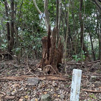 付近はこんな感じ