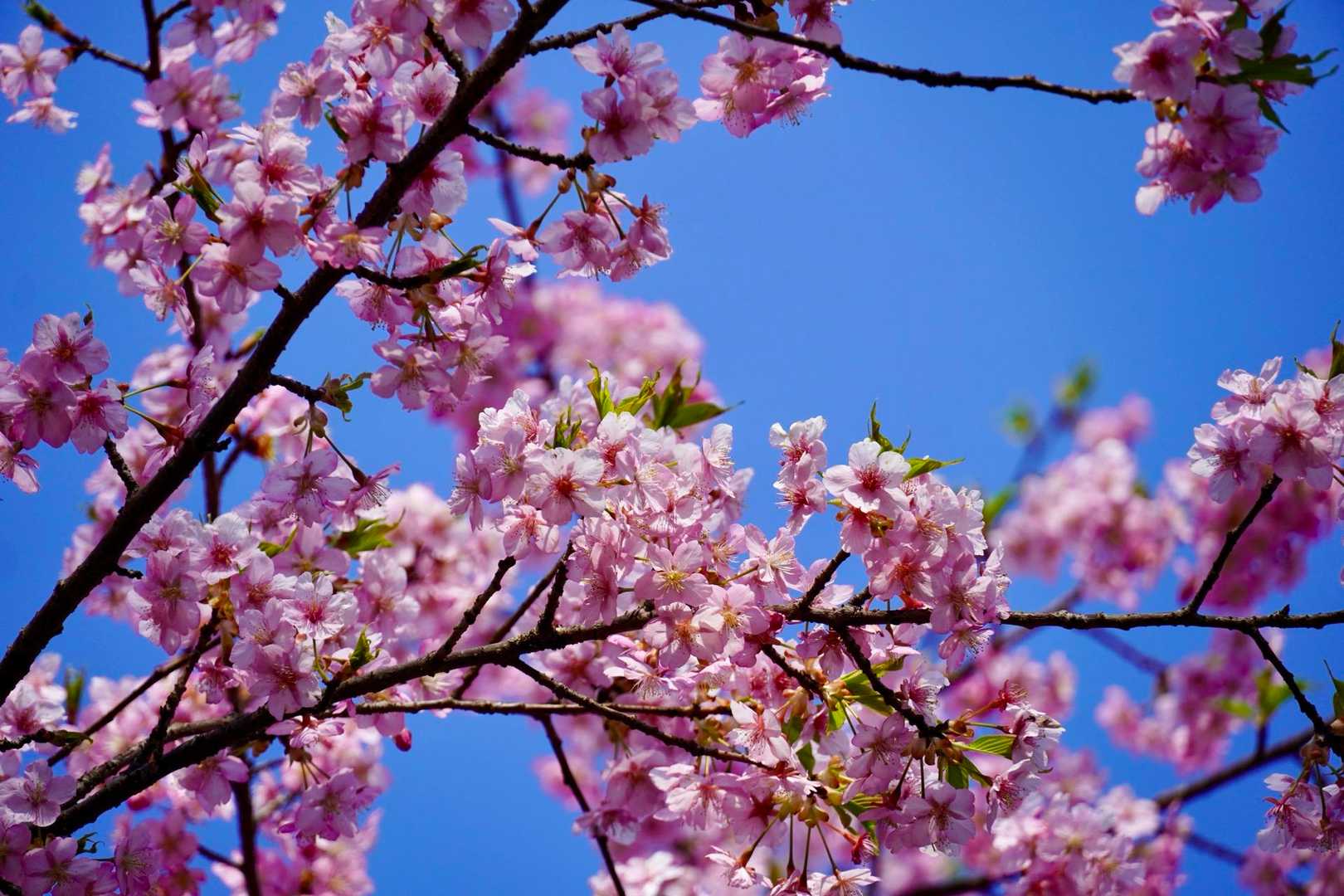 満開🌸