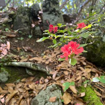 Azaleas on the summit
