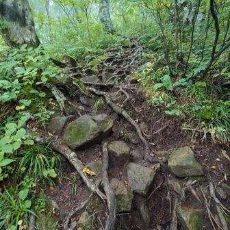 昨日までの雨でまだまだ滑り安い。苔生した岩と木の根。