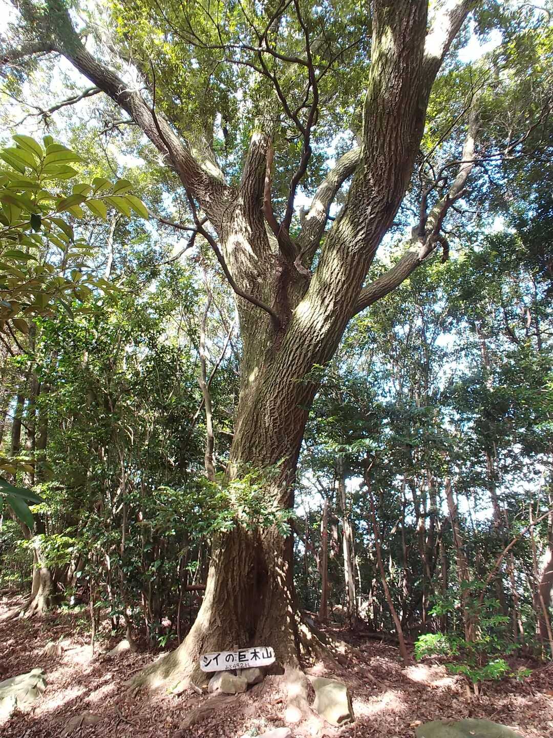 椎ノ巨木山の写真