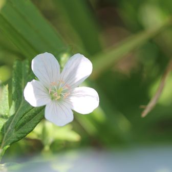 ハクサンフウロ（白山風露）白花