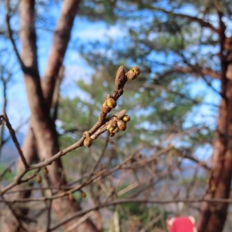 マンサクが準備完了