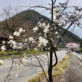 きみはモクレンなのか？\(//∇//)\