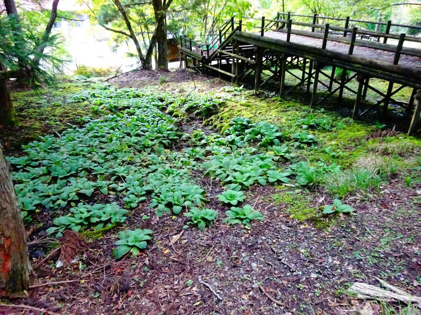 無事に帰着！いつかここのクリンソウが咲く季節に来てみたいものだ🌸