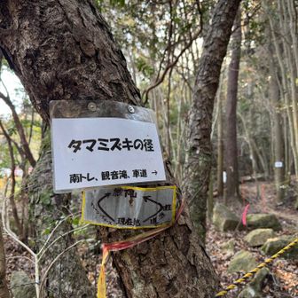 タマミズキの径