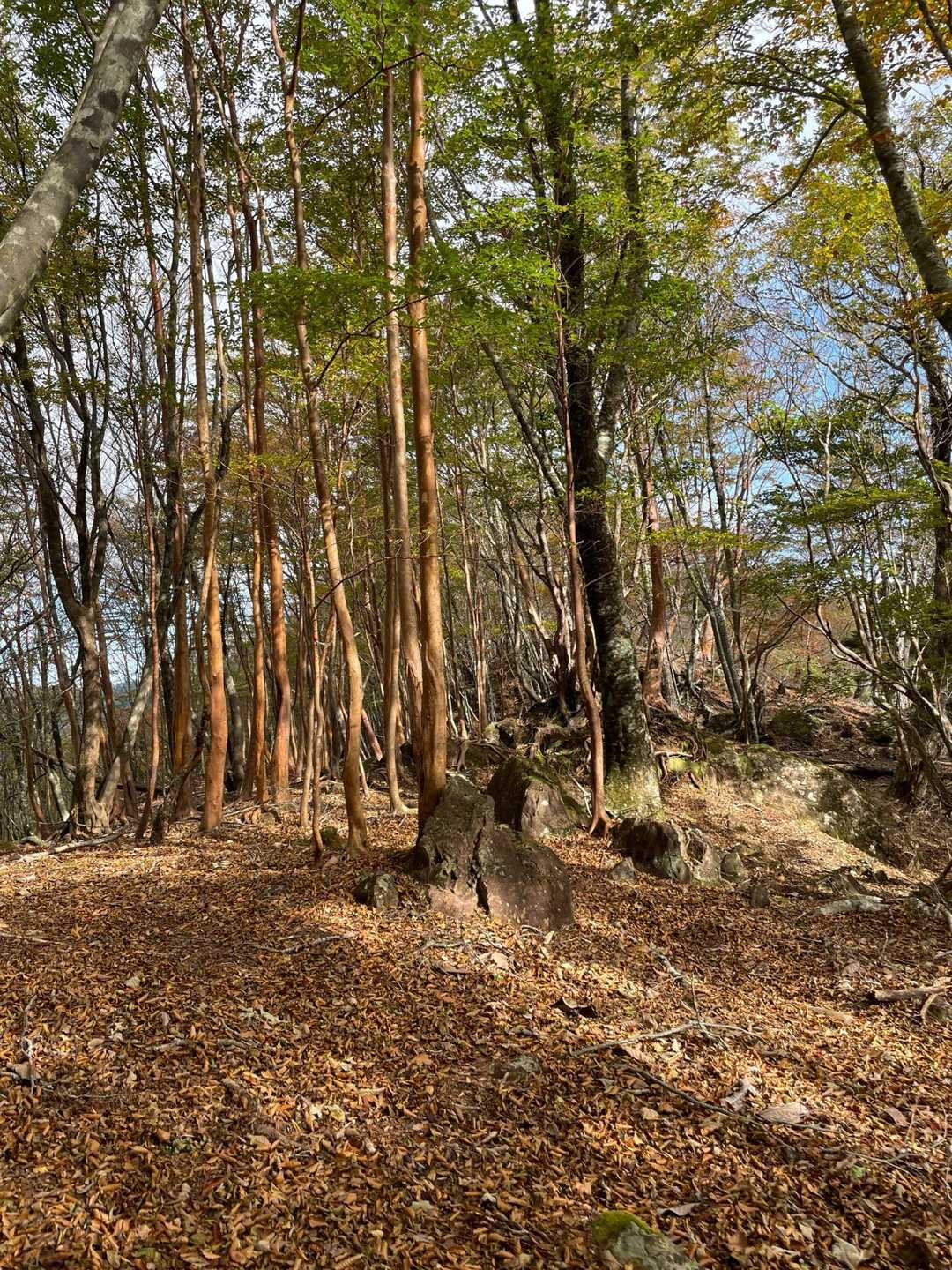 又剣山-丸塚山 往復コースの写真