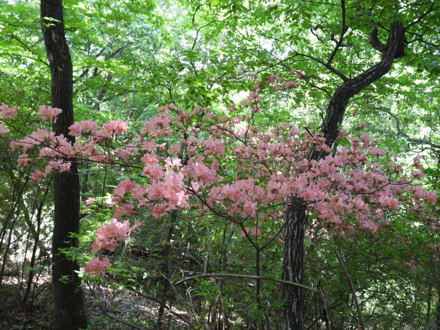 🌸