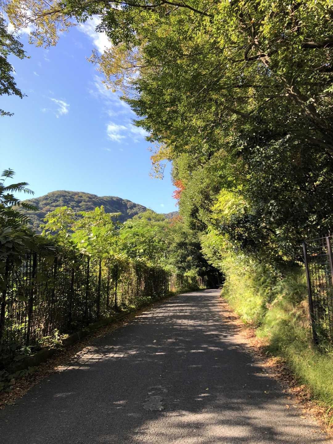 久々に表山、裏山へ。
ホントは笙ヶ岳へ周回するつもりだったが、朝遅くなったので裏山ピストンに変更。
風緩く暑い。
今朝は歩き始めから左足首がちょっと痛い。