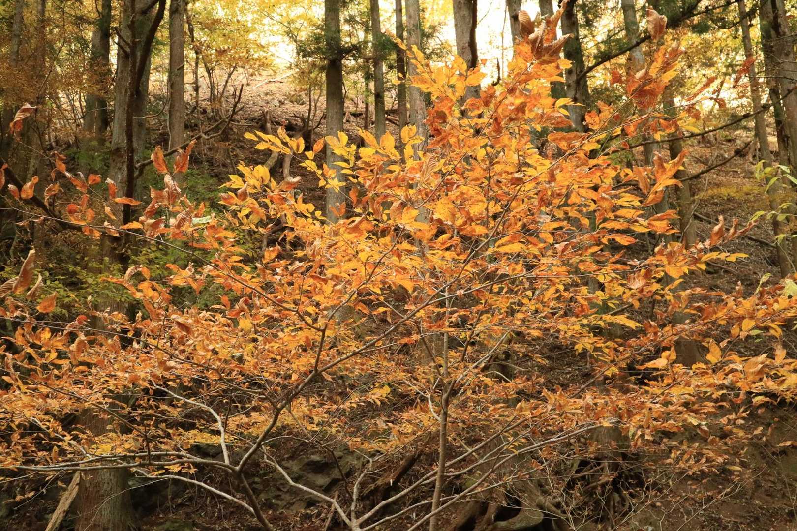 紅葉が美しい。