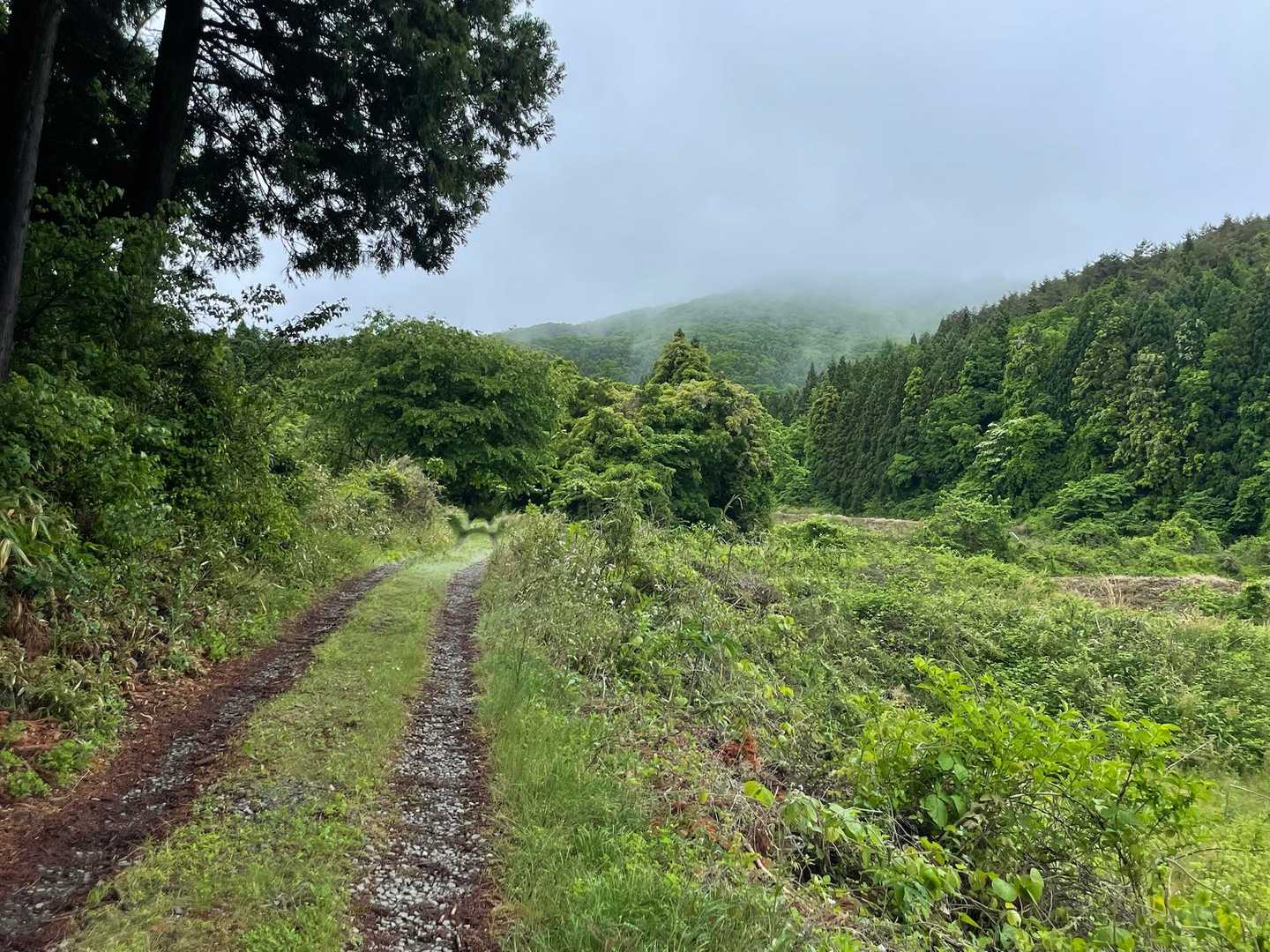 山頂は雲の中