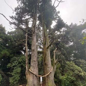 天狗杉