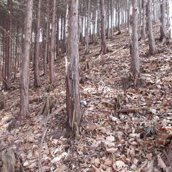 駒戸山へのビクトリーロード！
落ち葉だらけで登るの大変…ん？戻るから、降りも大変(>_<)