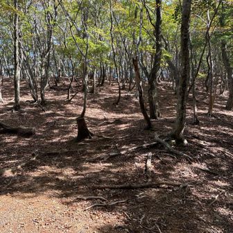 藤原岳への分岐