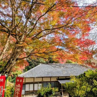 カエデの向こうに社務所