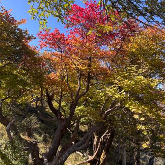 紅葉もちらほら