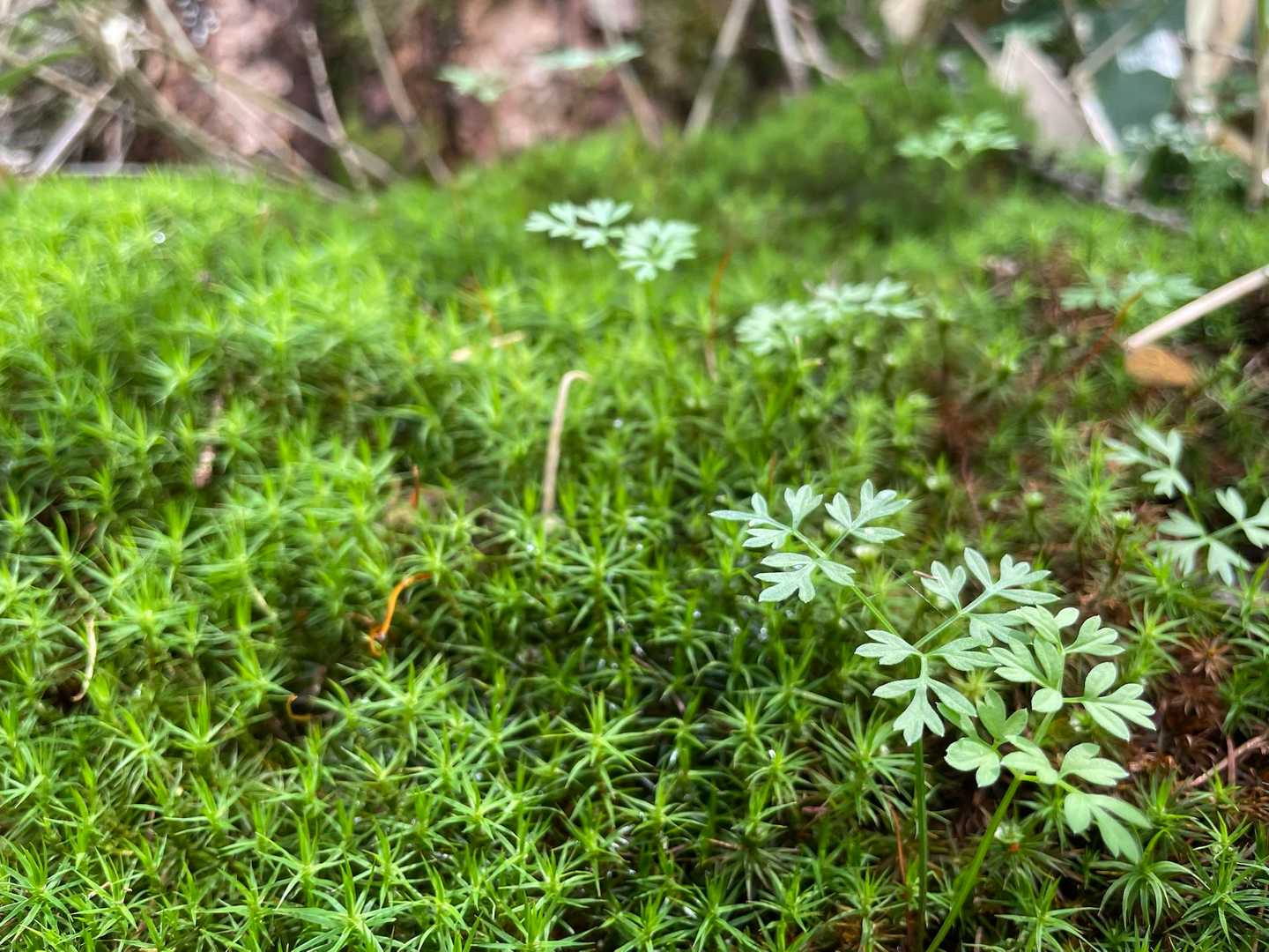 登ってくると綺麗な苔ワールド✨️