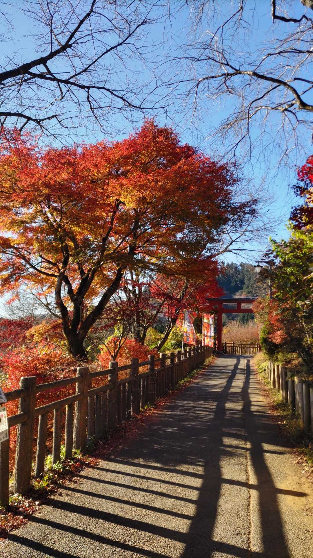 少し葉が縮んで焼けているけど、遠目には十分きれいです。
