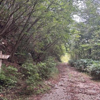 と思ったら林道⁉️