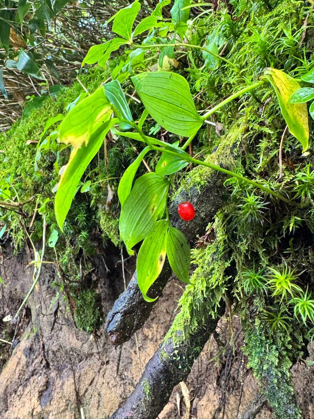 タケシマランの赤い実🔴