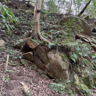 岩をつたって移動