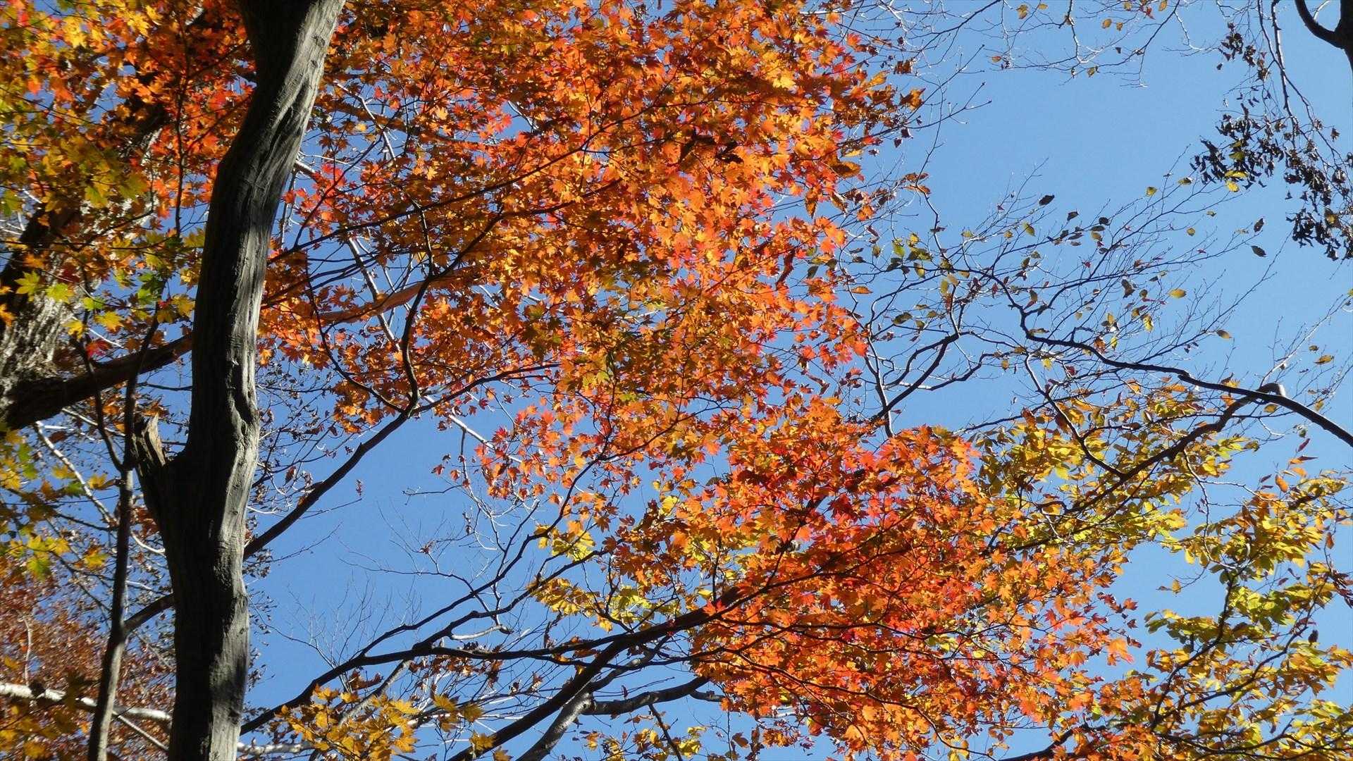 徐々に紅葉が多くなる