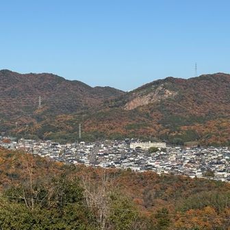 道樹山色づいてます