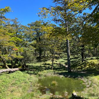 千丈平🦌帰りも会えなかった
代わりに水たまりの反対側に回ってシカ目線
