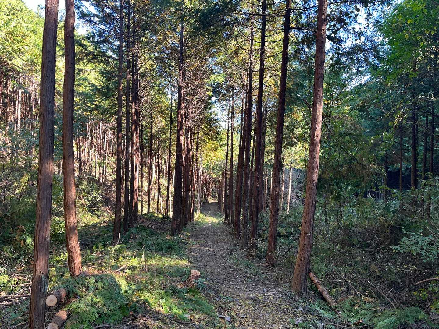 急登続きに心折れて…
平和な登山道に心の中で感謝する（笑）

ハイお疲れっしたー！