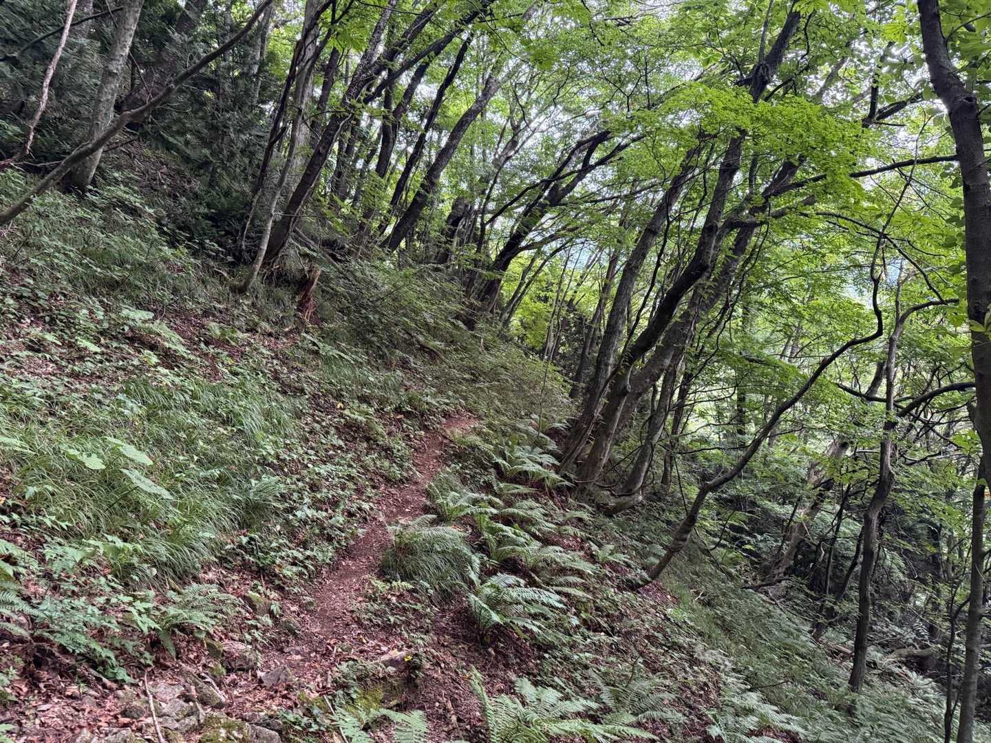 延々とブナの森🌳
