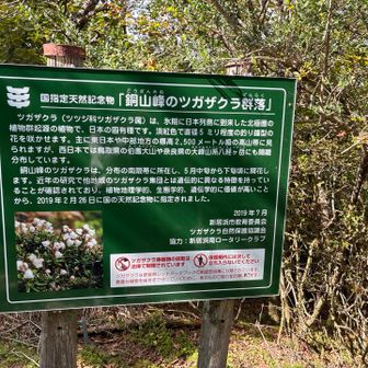 ツガザクラ見てみたいなぁ
可愛らしいお花だなぁ