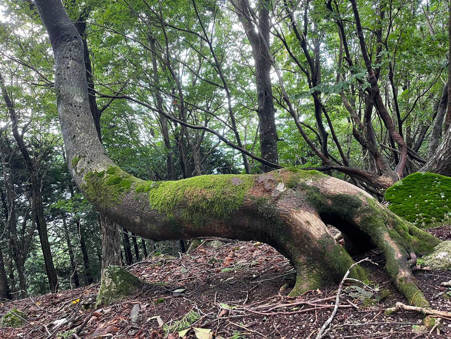 法沢山 往復コースの写真