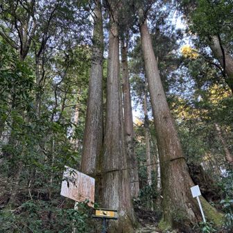 夫婦杉❣️
なのに、この間を通ります😅
お邪魔しまーす🙏