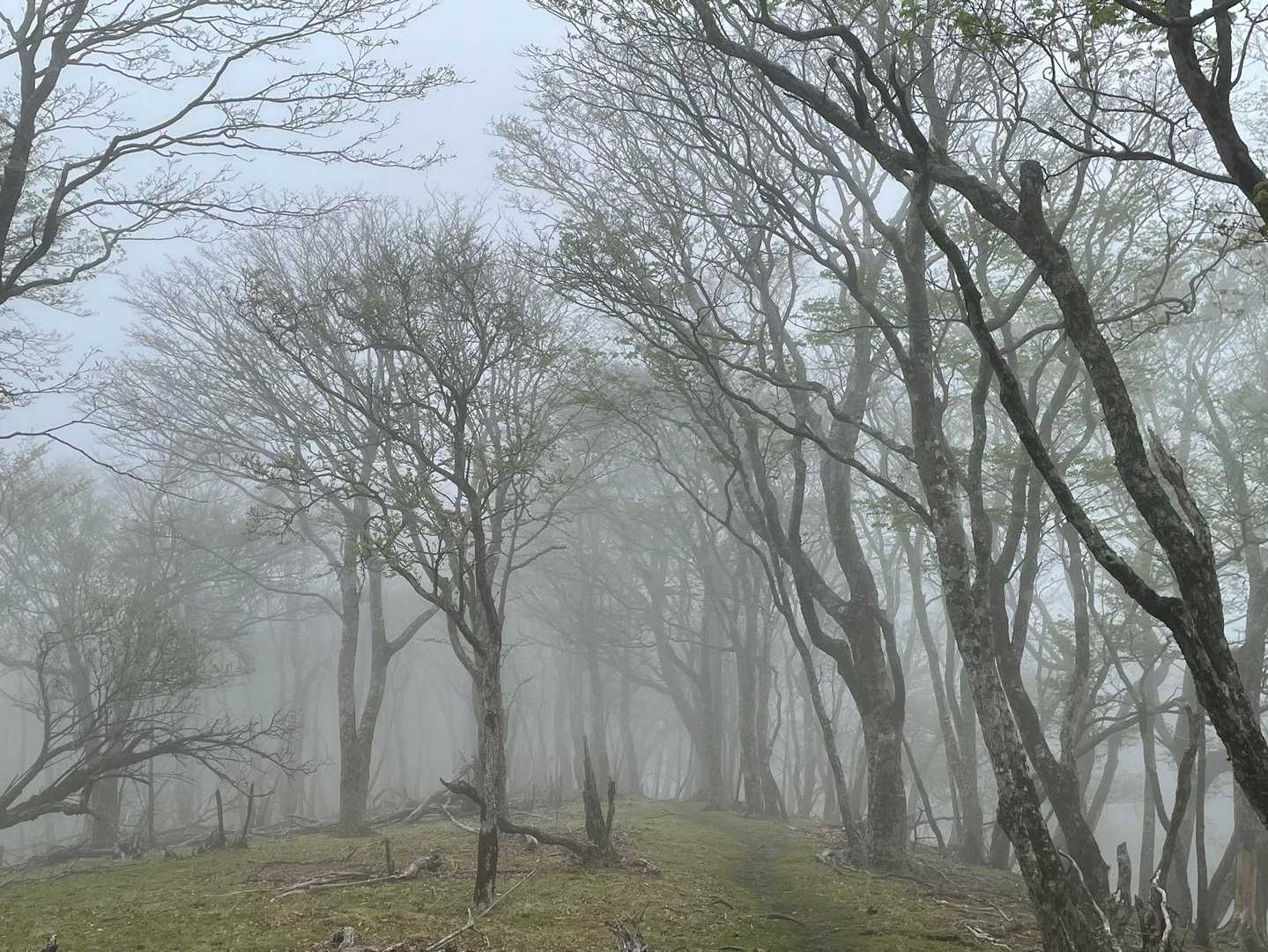 自然のミストシャワーが気持ちいい🍃🍃