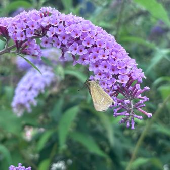 この花も良く見るなあ👀おっと！吸ってる