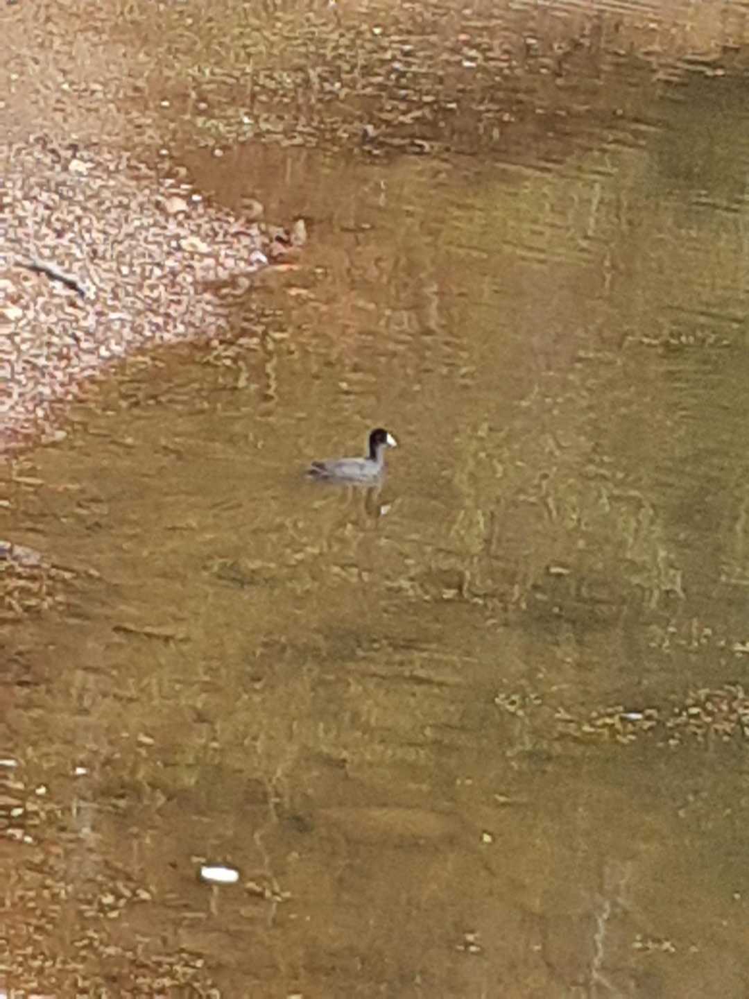 オオバン🐦