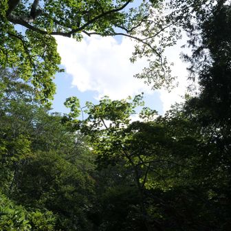 まだまだ紅葉🍁は先ですが…
秋空っぽい空と山毛欅の森の空気が、移りゆく季節を感じさせてくれます😊

最後までありがとうございます🙇
おつかれ山でした！