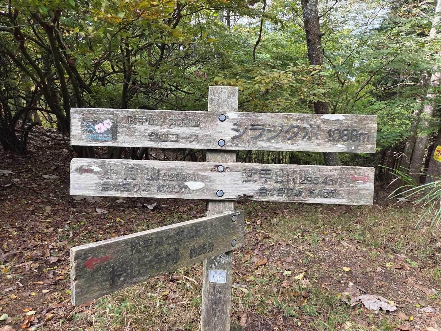 ひよって武甲山と小持山の鞍部、分岐のシラジクボまで戻ってきた😓
持山寺跡のルートで戻ろ。