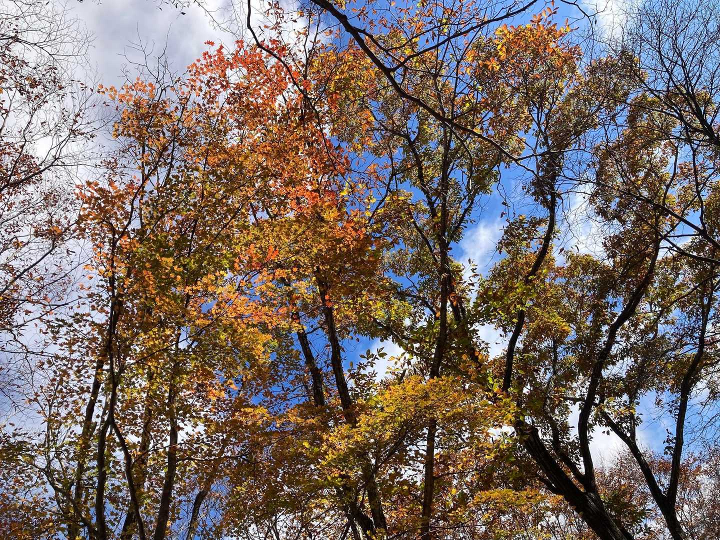 今庄駅-八十八ヶ所登り口-鍋倉山-藤倉山-愛宕山-観音堂燧 周回コースの写真