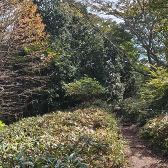 ちょっとだけ紅葉🍁
ほんと、いい道